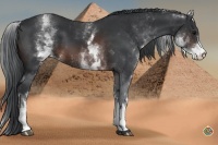 Horse Color:White Spotted Brown 