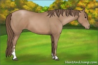 Horse Color:Black Pearl Sabino