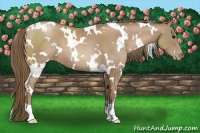 Horse Color:White Spotted Black Pearl