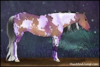 Horse Color:White Spotted Bay Dun