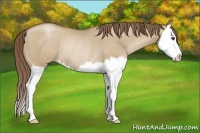 Horse Color:Grullo Pearl Sabino Splash Rabicano 