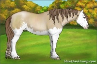Horse Color:Grullo Pearl Sabino Splash