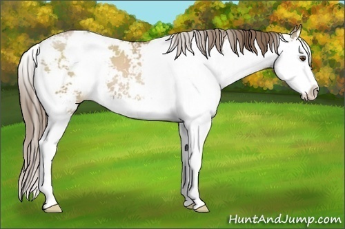 Horse Color:Grullo Pearl Sabino Splash 