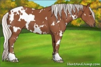 Horse Color:White Spotted Silver Bay 