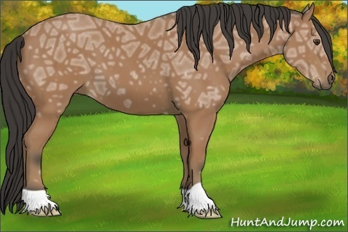 Horse Color:Buckskin Ice 