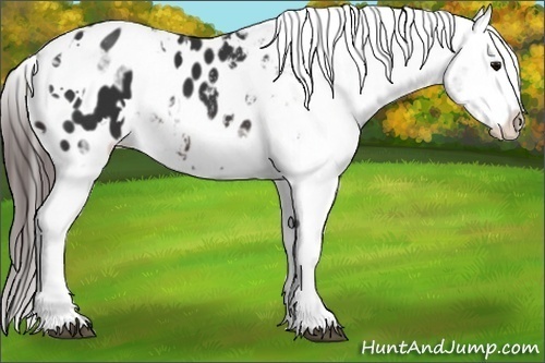 Horse Color:White Spotted Brown Ice Appaloosa 