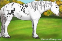 Horse Color:White Spotted Brown Ice Appaloosa
