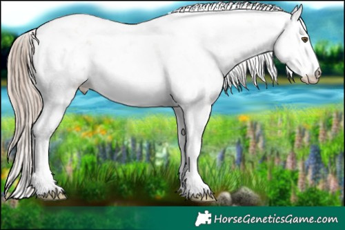 Horse Color:Liver Chestnut Pearl Sabino 