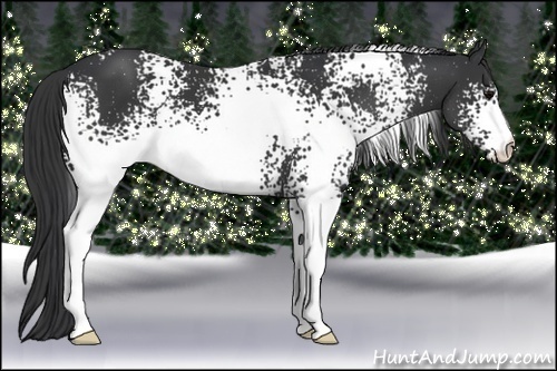 Horse Color:White Spotted Black 