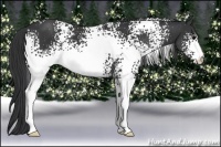 Horse Color:White Spotted Black