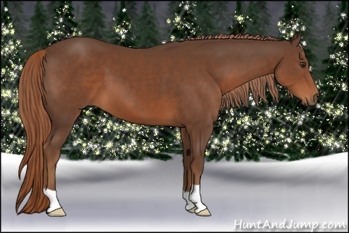Horse Color:Liver Chestnut 