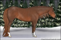Horse Color:Liver Chestnut 
