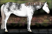 Horse Color:White Spotted Liver Chestnut Splash Rabicano