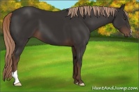Horse Color:Liver Chestnut 