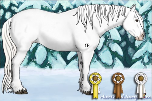 Horse Color:Silver Buckskin Appaloosa 