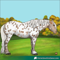 Horse Color:Silver Buckskin Appaloosa 