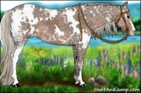 Horse Color:White Spotted Silver Black Ice Sabino 