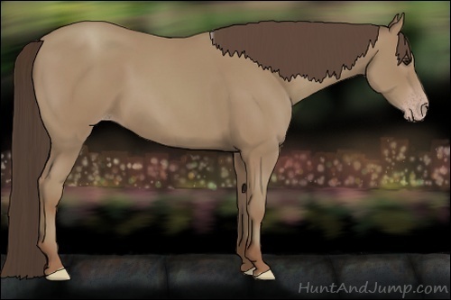 Horse Color:Classic Champagne