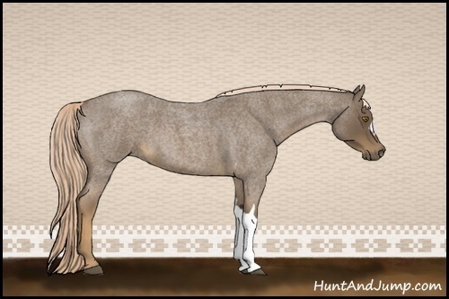 Horse Color:Chocolate Palomino Roan 
