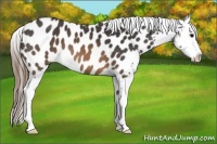 Horse Color:Buckskin Appaloosa 