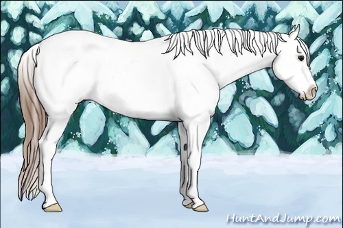 Horse Color:Buckskin Dun Appaloosa 
