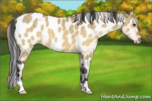 Horse Color:Buckskin Dun Appaloosa
