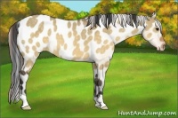 Horse Color:Buckskin Dun Appaloosa