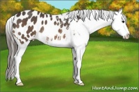 Horse Color:Buckskin Appaloosa