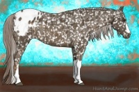 Horse Color:Chocolate Palomino Appaloosa
