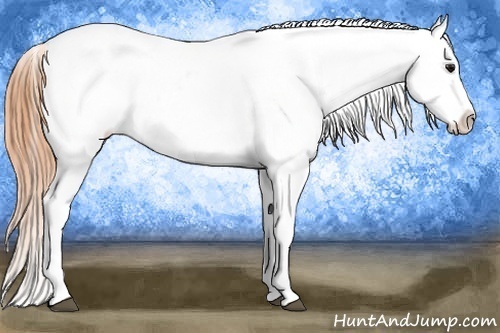Horse Color:Buckskin Snowflake Varnish
