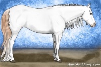 Horse Color:Buckskin Snowflake Varnish 