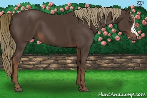 Horse Color:Liver Chestnut 
