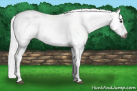 Horse Color:Gray Bay Dun Appaloosa 