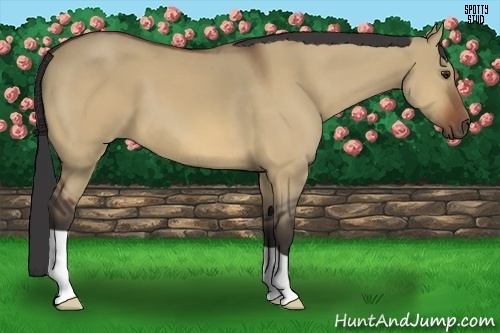 Horse Color:Bay Dun