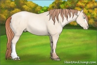 Horse Color:Amber Cream Champagne Pearl