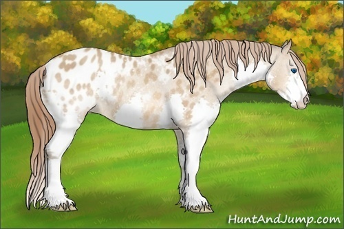 Horse Color:Amber Champagne Splash Appaloosa Rabicano