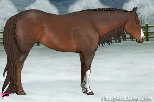 Horse Color:Liver Chestnut 