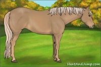 Horse Color:Palomino 