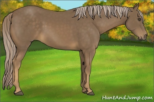 Horse Color:Chocolate Palomino Frame 