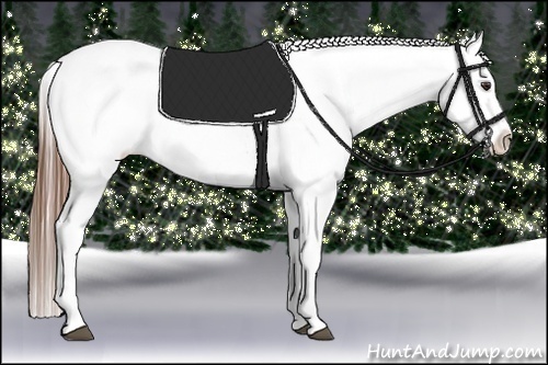 Horse Color:Chestnut Appaloosa 