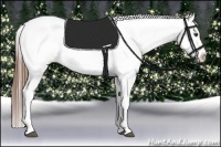 Horse Color:Chestnut Appaloosa 