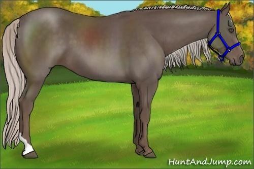 Horse Color:Silver Black Tobiano