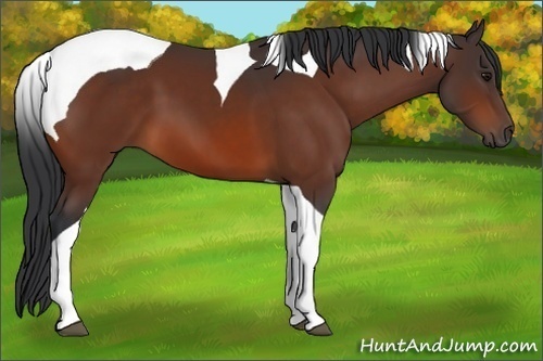 Horse Color:Bay Tobiano 