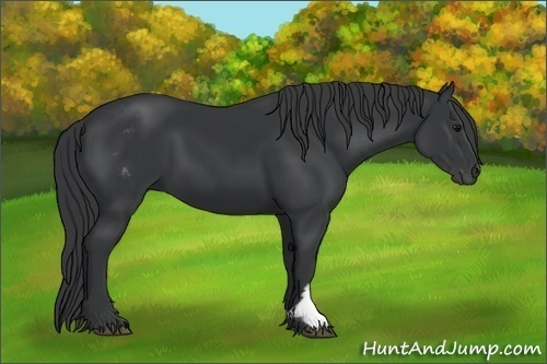 Horse Color:White Spotted Black Frame 