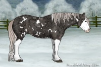Horse Color:White Spotted Silver Black Ice Splash 