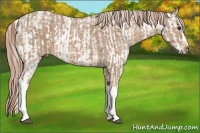 Horse Color:Chestnut Appaloosa  and Palomino Ice 