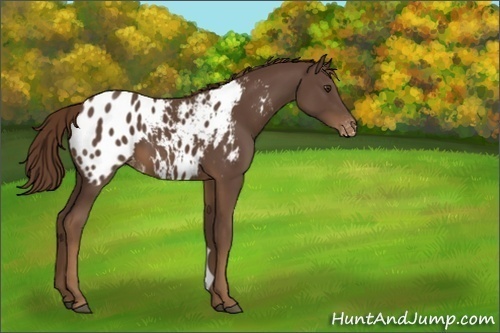 Horse Color:Liver Chestnut Appaloosa 
