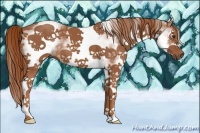 Horse Color:White Spotted Chestnut 