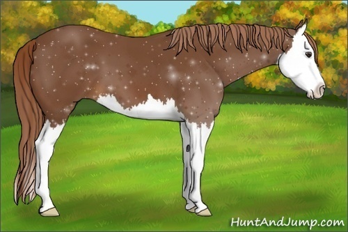 Horse Color:Chestnut Splash 
