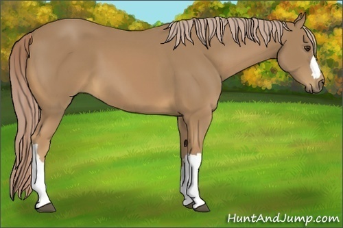 Horse Color:Palomino 